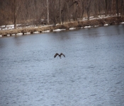 2013 03 23 RedWing 005